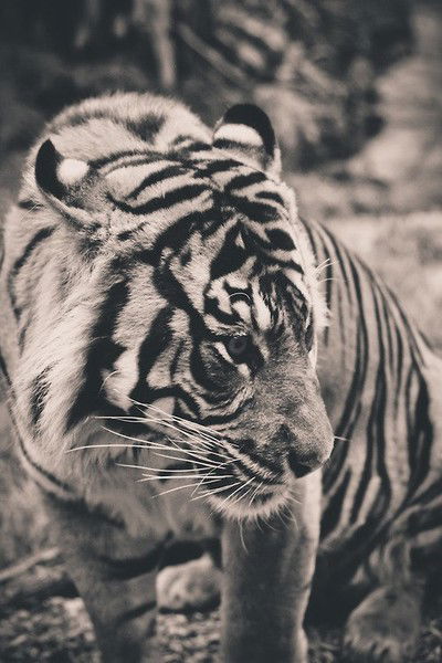 Рита Микаилова