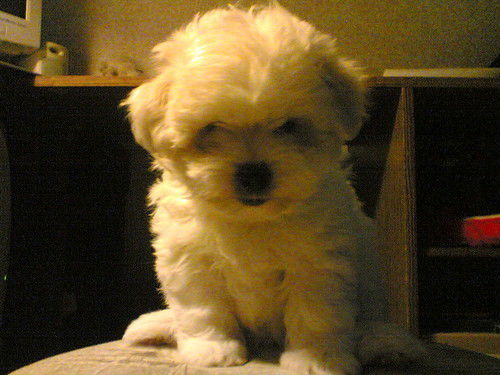 Николай Иващенко