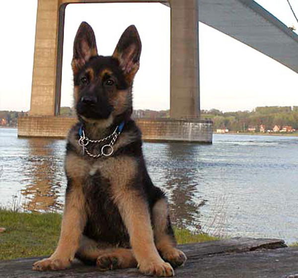 Пётр Неделько