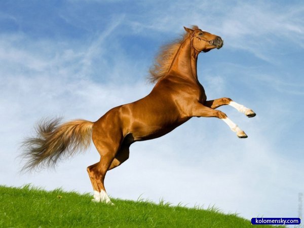 Камила Ахметгалина