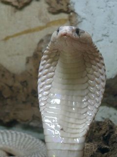 Ирина Коцимюк