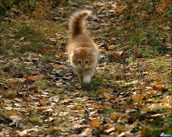 Инна Землевская