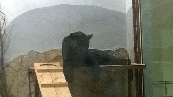 Алексей Запромётов