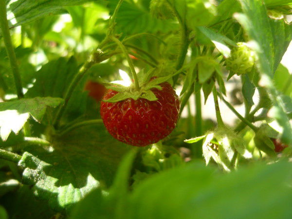 Ирина Рыбина