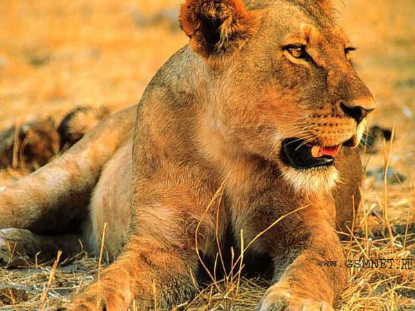 Евгения Лейкина