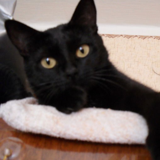 Ольга Сечкина (Балыш)