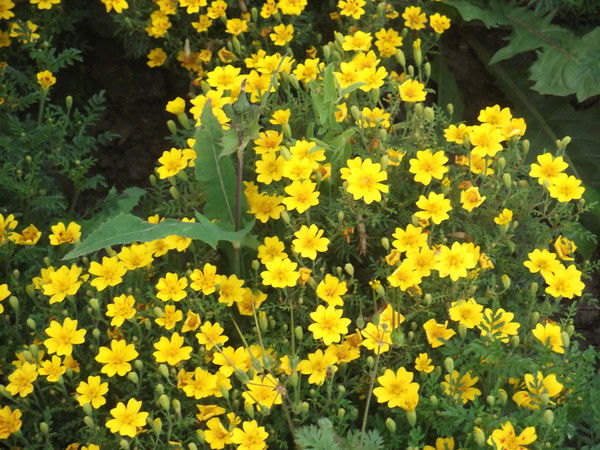 Сталина Фельская