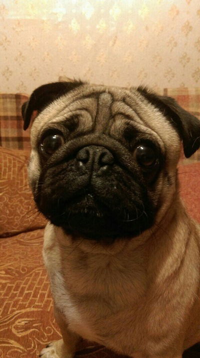 Александр Чернявский