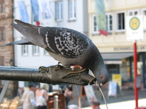 Николай Деянов