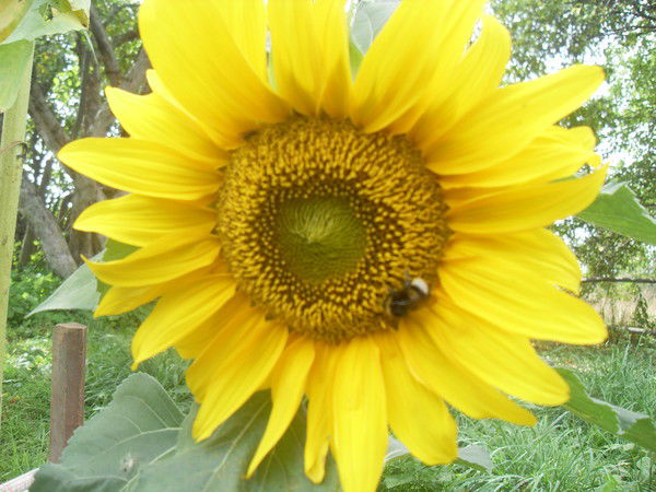 Алла Рахманькова