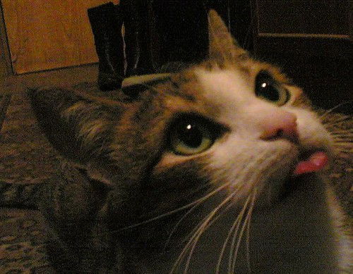 Александр Шилов