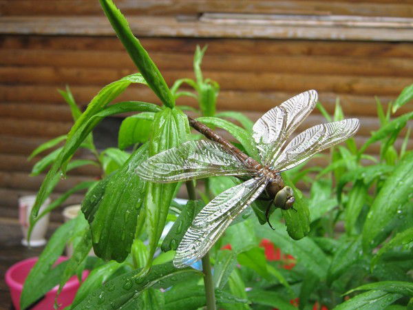 Екатерина Басёнкина (Рахимова)