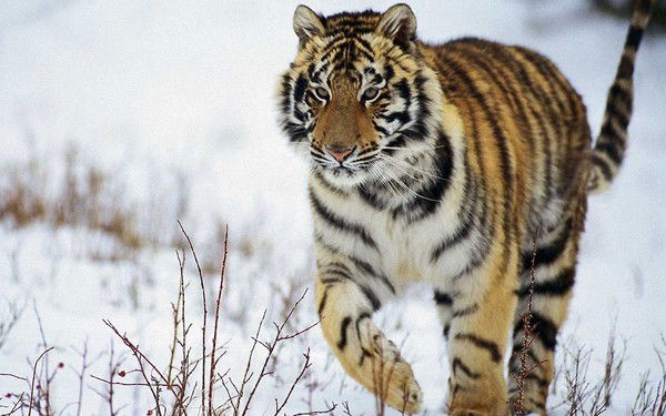 Александр Ларионов