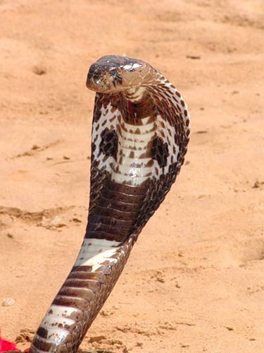 Светлана Константиновская