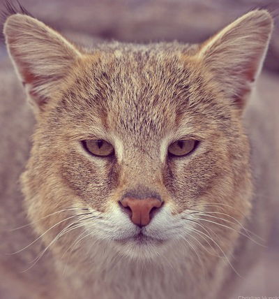 Денис Гашников