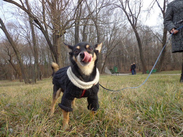 Александр Голошнян