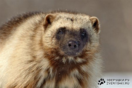 Саша Моцарт