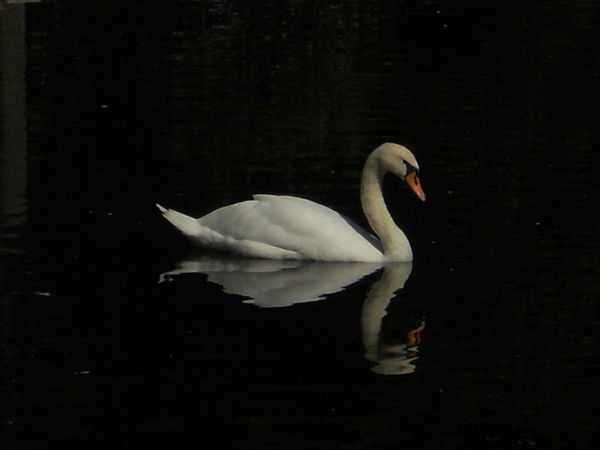 Танзиля Ашимова