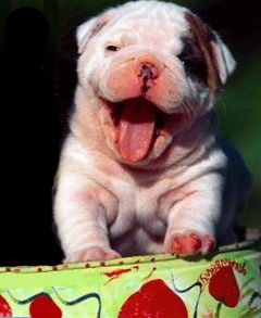 Никита Стальнов