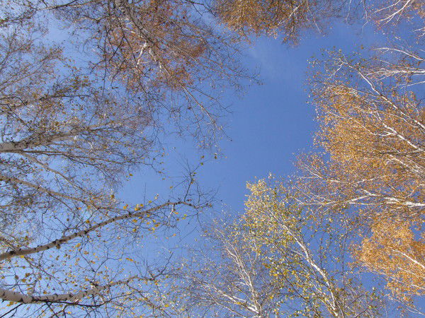 Марина Золотая