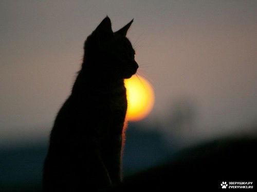 Елена Виллахова