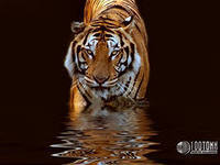 Зарифа Алиева