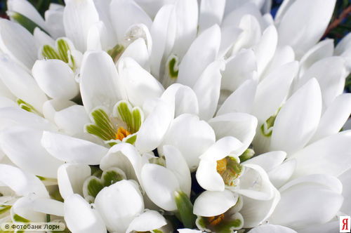 Татьяна Карнышева