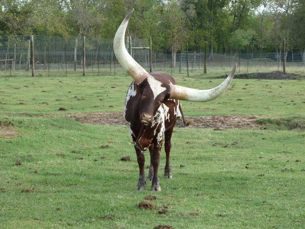 Денис Лёгкий