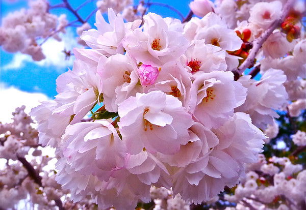 Альфина Альфина