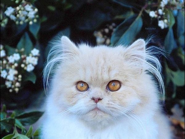 Владислав Миссиру