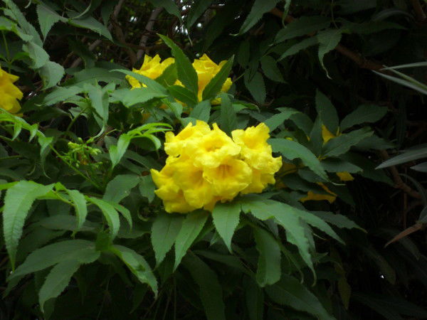 Наталья Воробьева