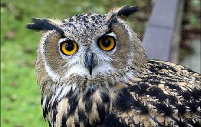 Объячево Фсфп