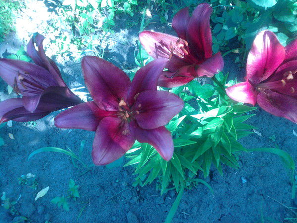 Галина Кобец