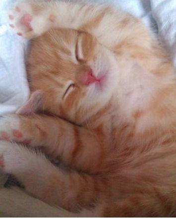 Юлия Голубева