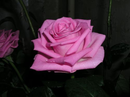 Галина Каменскаяя