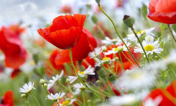 Баян Ахметова