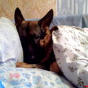 Алекс Кэп