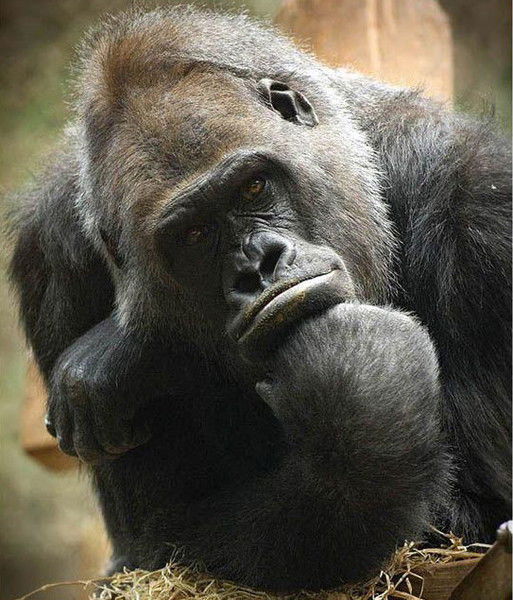 Виталий Климов