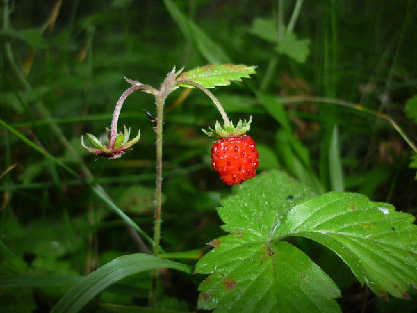 Светлана Трифелова