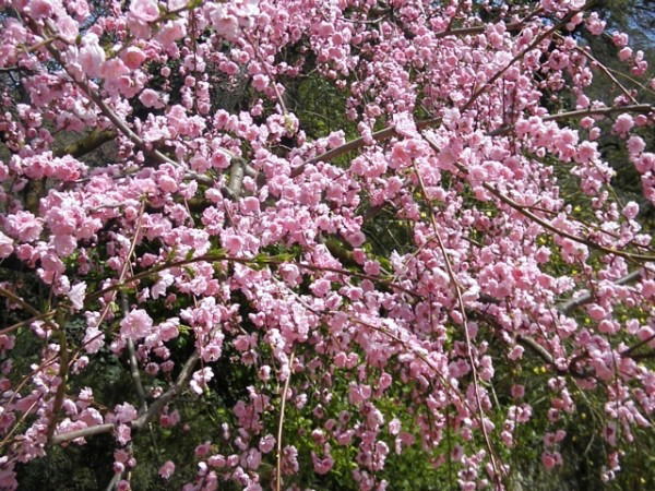 Людмила Сыворотка