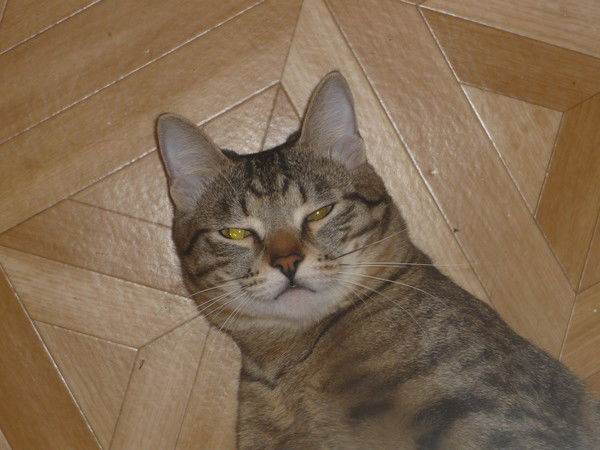 Артем Корякин