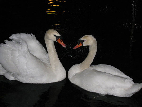 Залина Цаллаева-Багаева