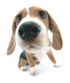 Дима Иванов