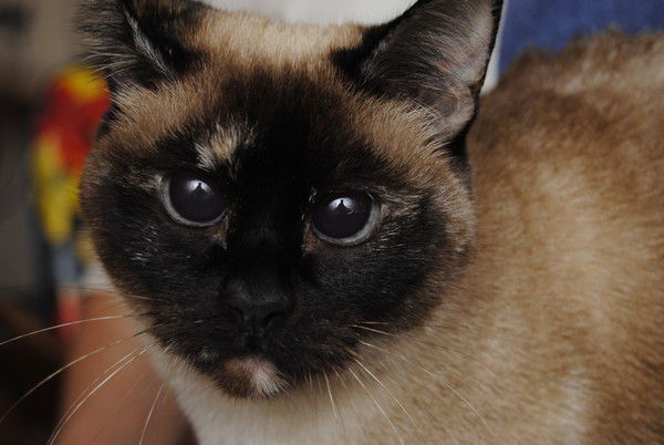 Анастасия Черкунова