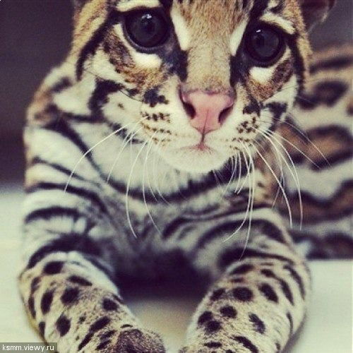 Эльмира Аубакирова