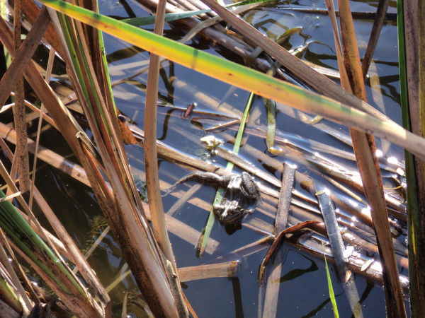 Елена Калашникова