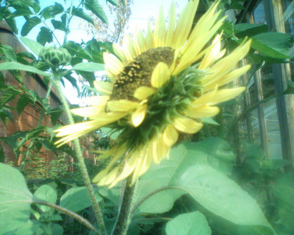 Светлана Синютина (Щевелева)