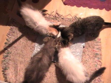 Лейла Нарен