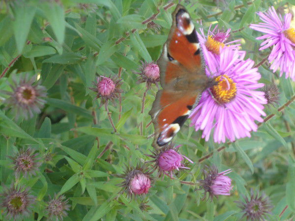 Надежда Высоцкая