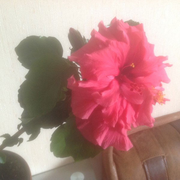 Татьяна Болтнева